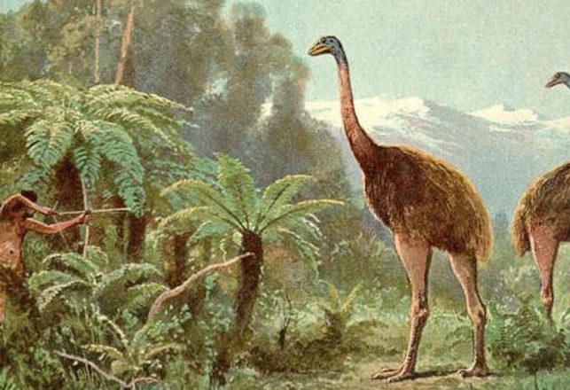 Mysterious Modern Sightings of the Moa