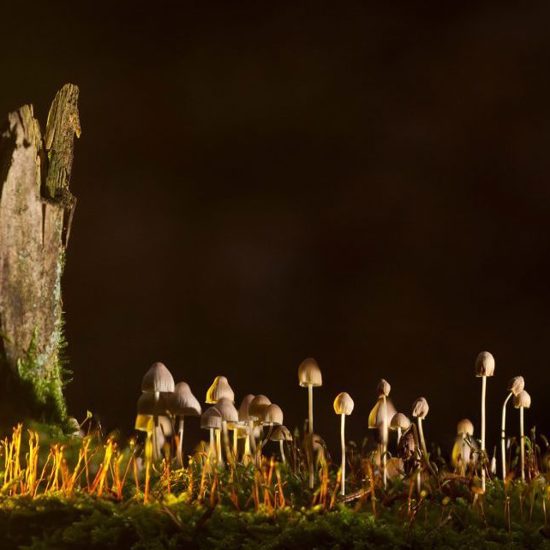 Mushrooms Date Back to the First Plant Life on Earth