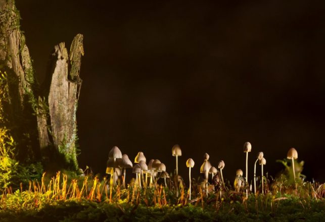 Mushrooms Date Back to the First Plant Life on Earth