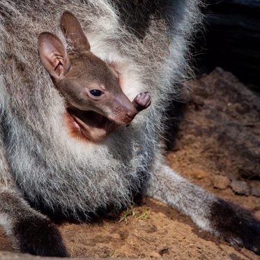 Researcher Claims Loch Ness Monster Carries Newborns in a Pouch