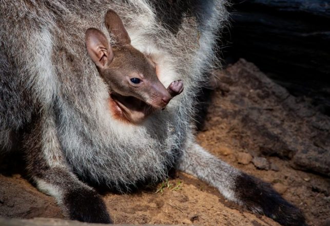 Researcher Claims Loch Ness Monster Carries Newborns in a Pouch