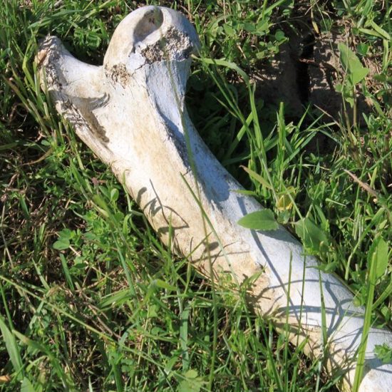 Giant Skeleton Washed Up on Scottish Beach — Yes, Some Think It’s the Loch Ness Monster