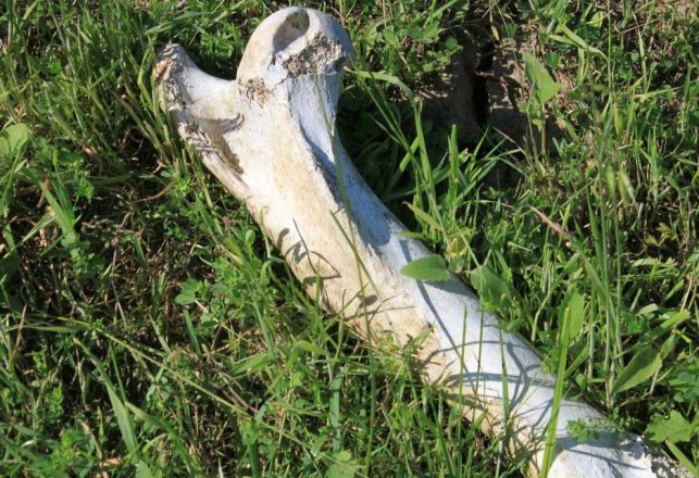 Giant Skeleton Washed Up on Scottish Beach — Yes, Some Think It’s the Loch Ness Monster