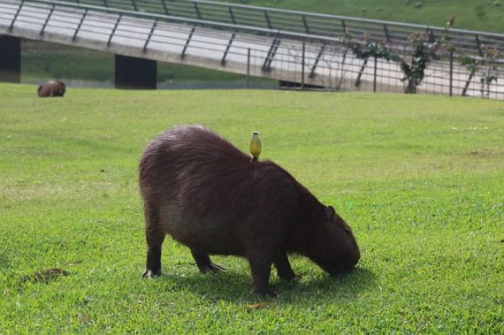 capybara 570x379