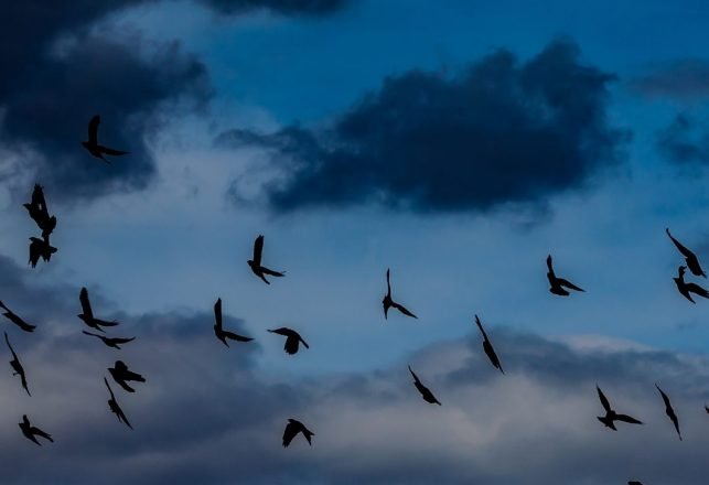 Giant Flocks of Crows and Huge Mosquitoes Seen Near Coronavirus Center