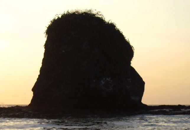 Strange Creature on South Carolina Beach May Have Escaped From Mysterious Island