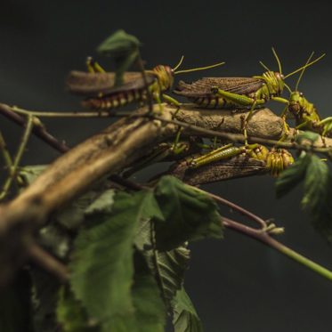 Military-Owned Cyborg Locusts — What Could Possibly Go Wrong?