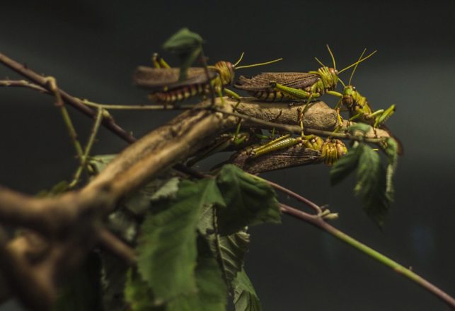 Military-Owned Cyborg Locusts — What Could Possibly Go Wrong?