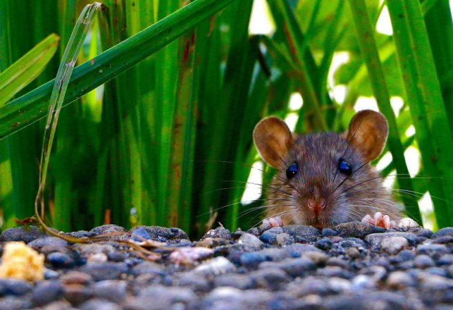 Fossils of Human-Sized Rat With Tiny Brain Discovered in South America