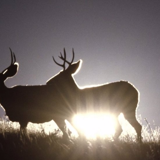 Mysterious 10-Foot Humanoid Reportedly Rips Legs of off Deer in Hull