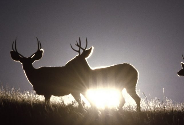 Mysterious 10-Foot Humanoid Reportedly Rips Legs of off Deer in Hull