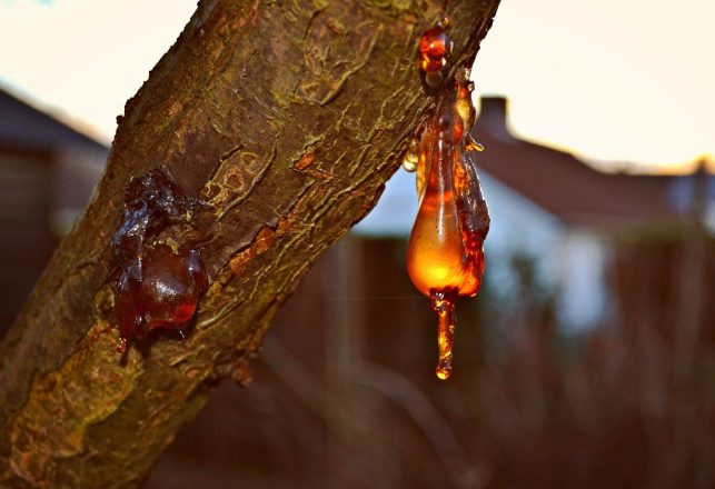 Smallest Dinosaur Ever Found Preserved In 99-Million-Year-Old Piece Of Amber