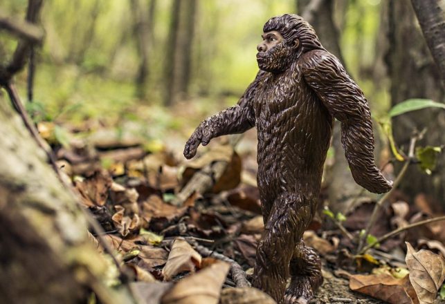 Possible Juvenile Bigfoot Seen in Ohio State Park