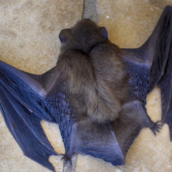 Dead Bats Causing Concerns in Israel
