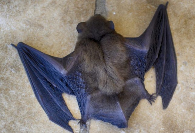 Dead Bats Causing Concerns in Israel