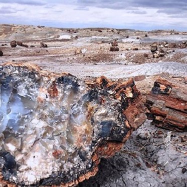 The Mysterious Fossil Forests of Antarctica