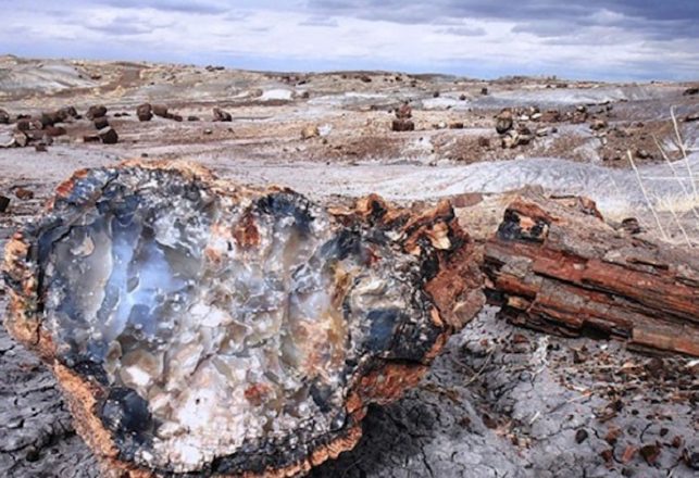 The Mysterious Fossil Forests of Antarctica