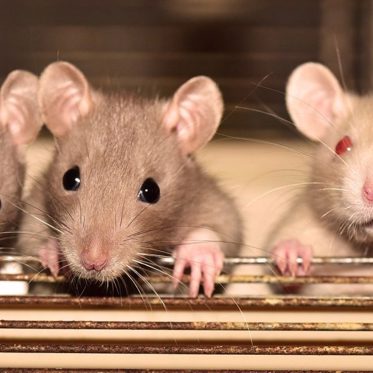 Study Finds Rats Show Signs of Empathy Towards Other Rats