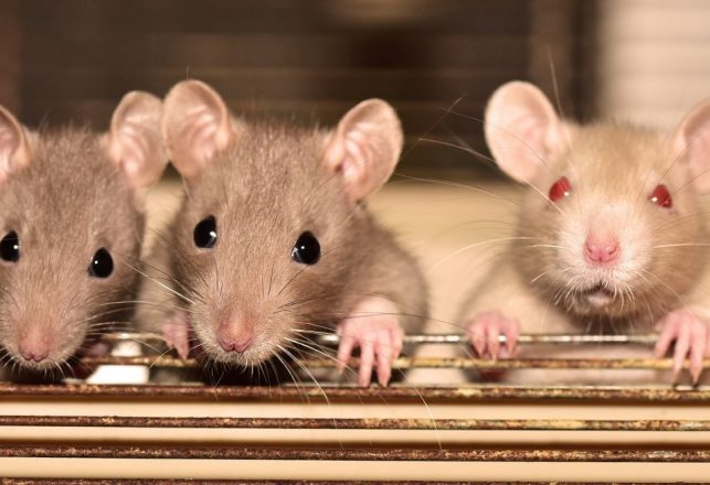 Study Finds Rats Show Signs of Empathy Towards Other Rats