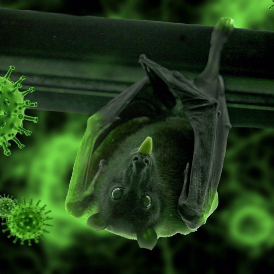 Six New Types Of Coronavirus Identified In Bats