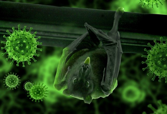 Six New Types Of Coronavirus Identified In Bats