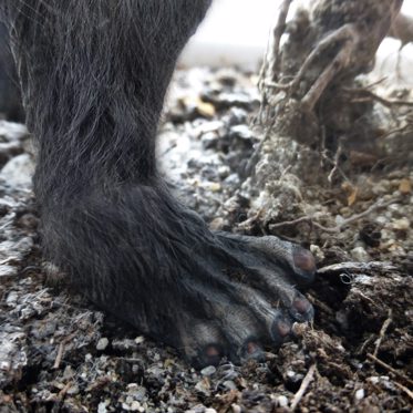 Canadian Woman Takes Photo Of Possible Bigfoot Print