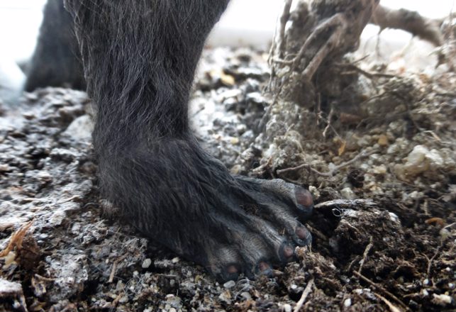 Canadian Woman Takes Photo Of Possible Bigfoot Print