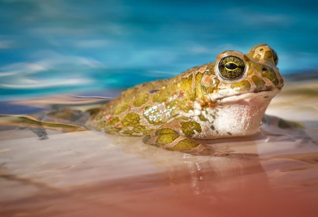 Scientists Find Evidence Of A 40-Million-Year-Old Antarctic Frog