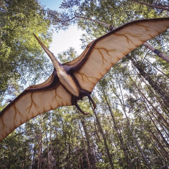 Scientists Discover Three New Species Of Pterosaurs