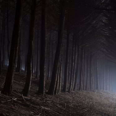 A Sinister Haunted Well in a Mysterious Forest in England