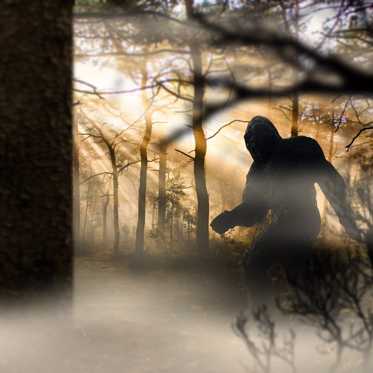 Possible Bigfoot or Giant Humanoid Seen and Photographed in Mexico