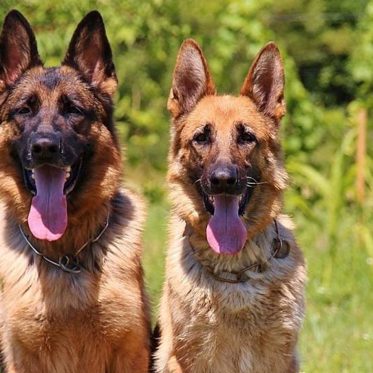 Psychic Dogs of the U.S. Military: Tessie & Binnie