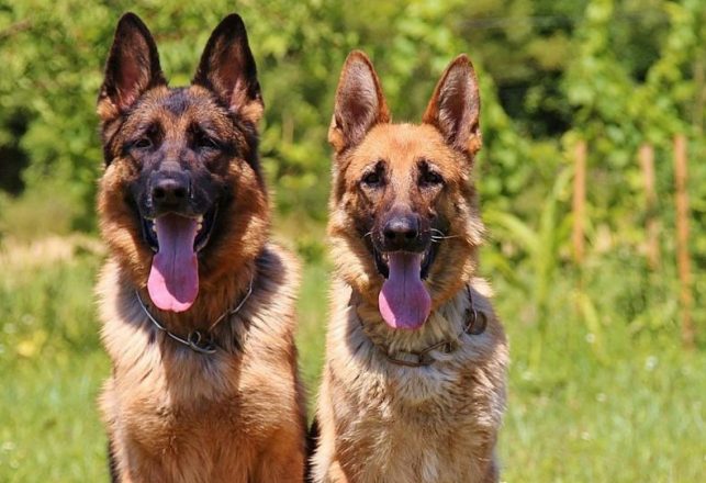 Psychic Dogs of the U.S. Military: Tessie & Binnie