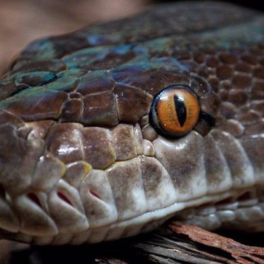 U.K. Monsters: Giant Eels or Massive Snakes?