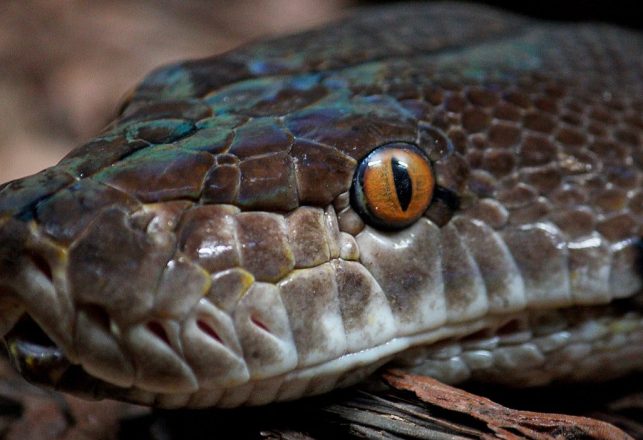 U.K. Monsters: Giant Eels or Massive Snakes?