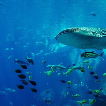 Nuclear Detonations Let Scientists Calculate Whale Sharks’ True Age