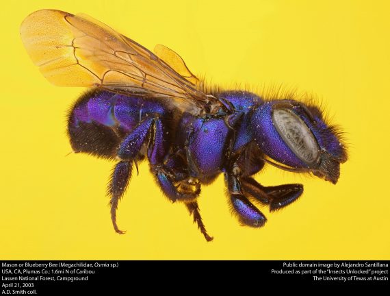 Blueberry Bee 570x432