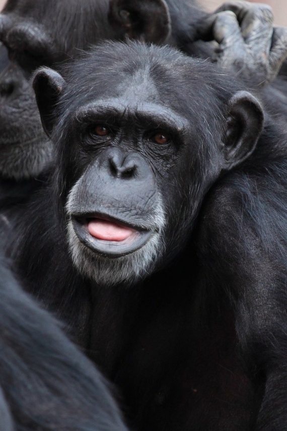 Chimpanzee 570x855