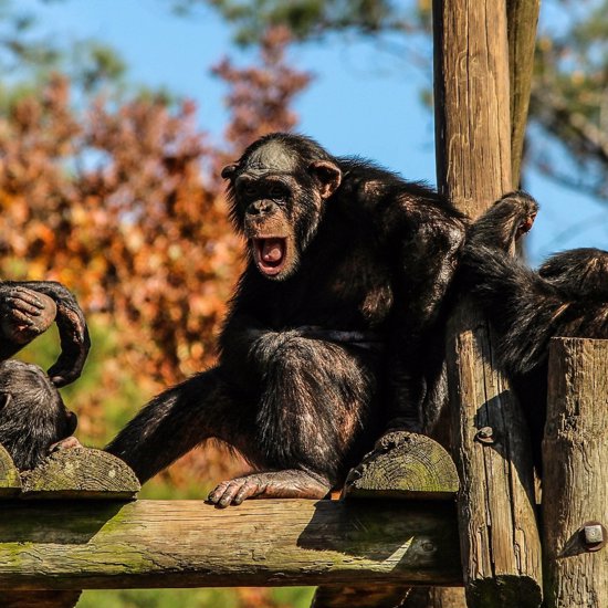Study Reveals Connection Between Chimpanzee Lip Smacks And Human Speech