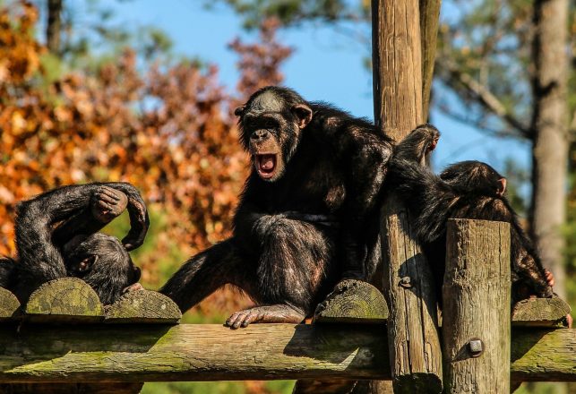 Study Reveals Connection Between Chimpanzee Lip Smacks And Human Speech