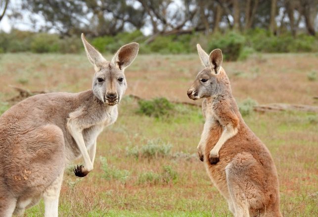 First Australian Settlers Coexisted With Car-Sized Lizards And Giant Marsupials