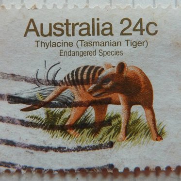 Newly Released Video From 1935 Shows The Now-Extinct Tasmanian Tiger