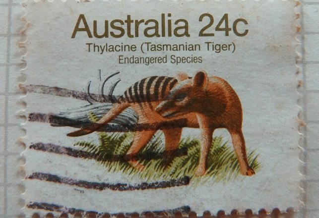 Newly Released Video From 1935 Shows The Now-Extinct Tasmanian Tiger