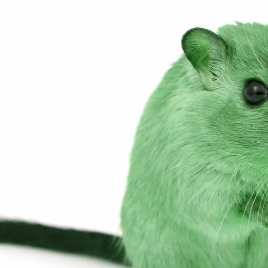 Mysterious Green Glacier Mice Move Across the Ice in Formation