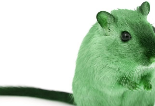 Mysterious Green Glacier Mice Move Across the Ice in Formation