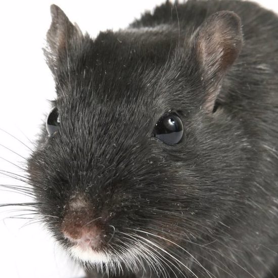 Scientists Made a Mouse That’s 4 Percent Human