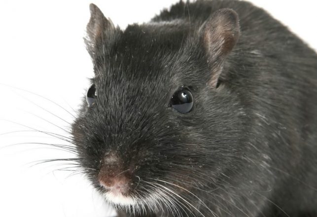 Scientists Made a Mouse That’s 4 Percent Human