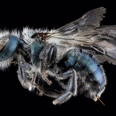 A Blue Bee Thought To Be Extinct Has Been Rediscovered In Florida