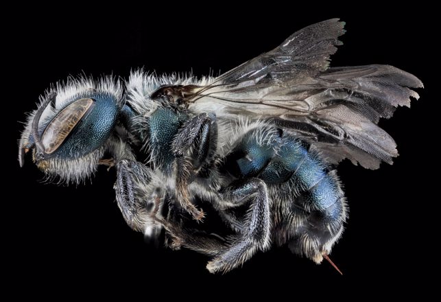 A Blue Bee Thought To Be Extinct Has Been Rediscovered In Florida