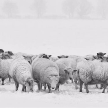 Conspiracies and the Dark Mystery of the Mass Sheep Deaths of Skull Valley